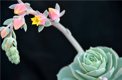 藍石蓮開花會死嗎