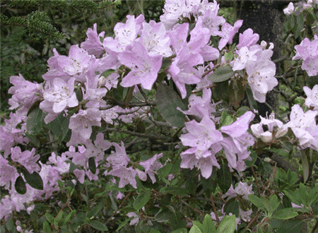 山育杜鵑開花