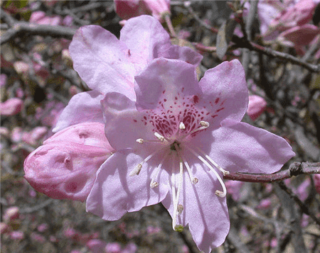 山育杜鵑的花朵