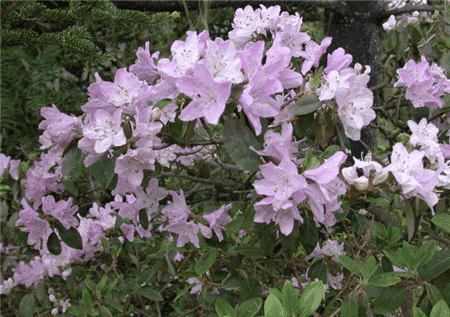 一片山育杜鵑花開