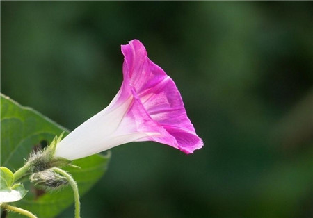 牽牛花的養殖方法