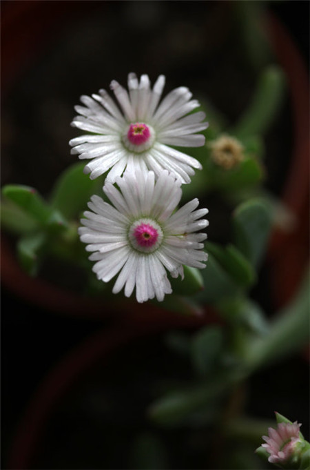 鹿角海棠開花啦