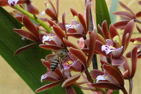 蜜蜂都愛(ài)斑舌蘭