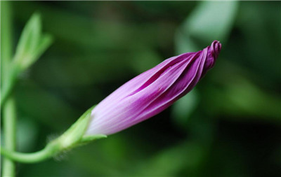 牽牛花花苞張開