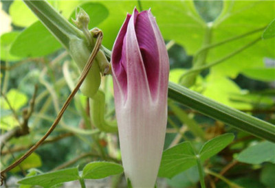 牽牛花花苞準(zhǔn)備綻放