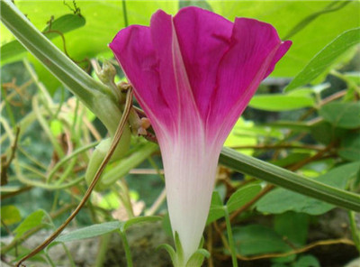 牽牛花開花的樣子