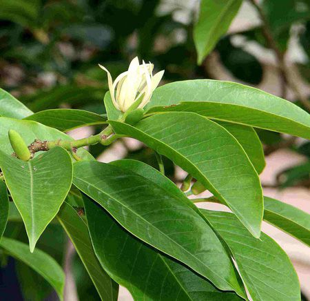 黃桷蘭植株