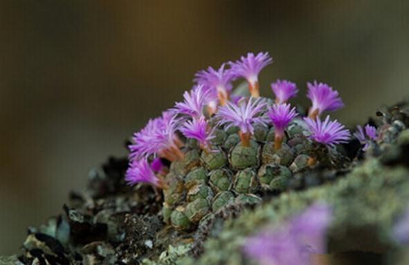 Conophytum ficiforme