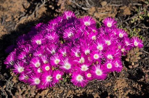 Meyerophytum meyeri：冰糕，番杏科碧光環屬。