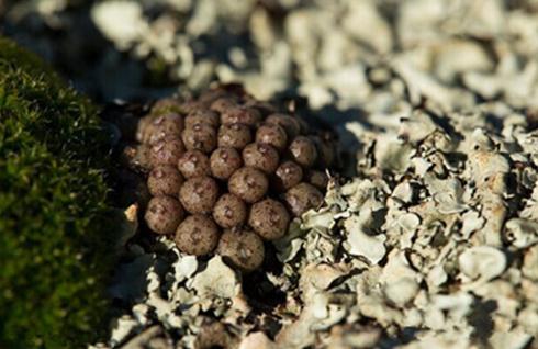 Conophytum minusculum ssp：翠卵