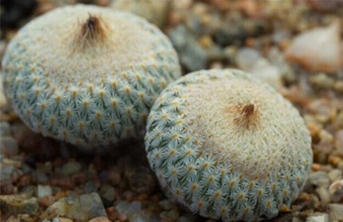 Epithelantha micromeris：月世界