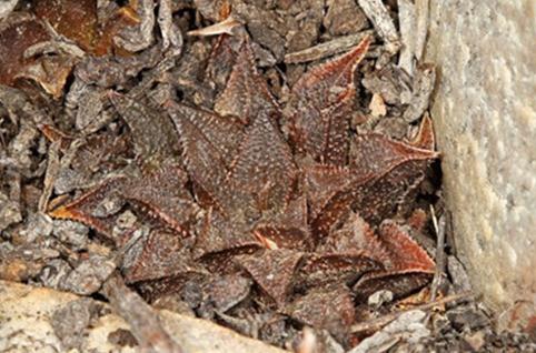 Haworthia maraisii：莫瑞沙