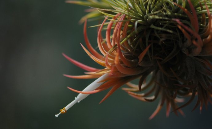 空氣鳳梨開花后及時分株