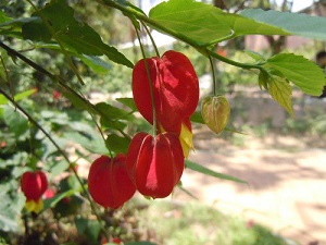 蔓性風鈴花