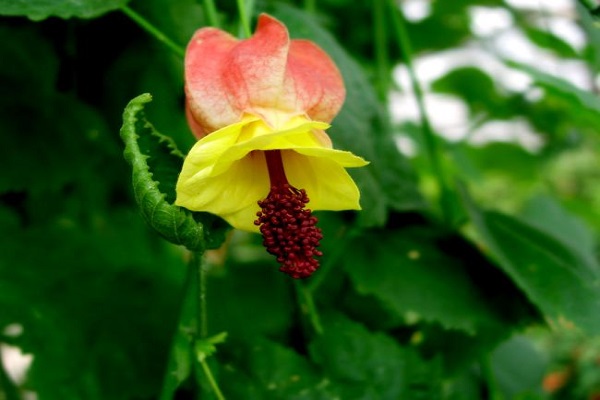 蔓性風鈴花怎么澆水