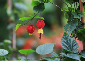 蔓性風鈴花