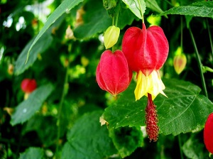 蔓性風鈴花開花