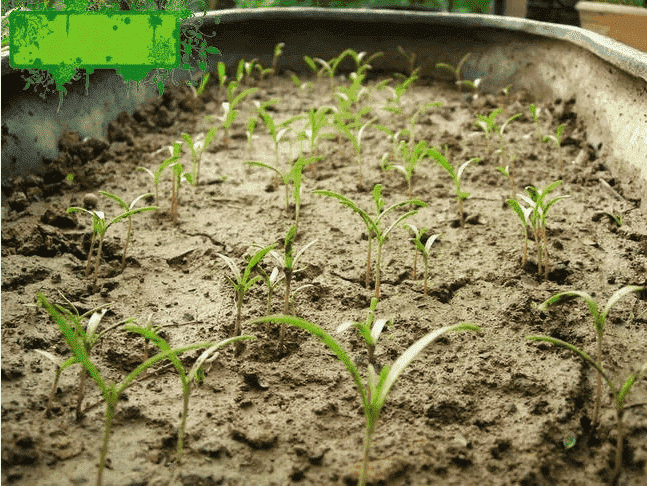 波斯菊小苗