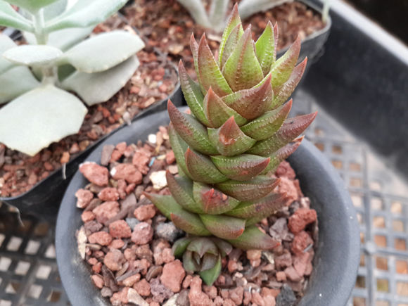 多肉植物生長緩慢