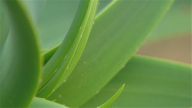 蘆薈葉子發黃怎么辦