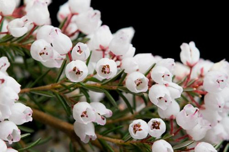 歐石楠開(kāi)花