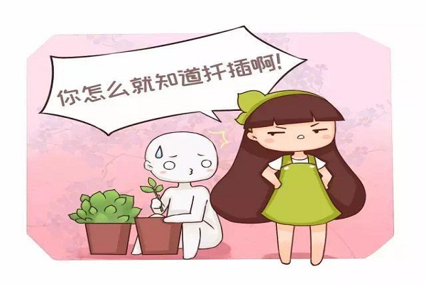 君子蘭吊蘭長(zhǎng)小芽，直接摘下來就能活！