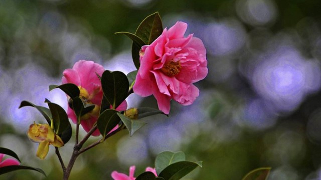 茶花葉子發黃怎么辦