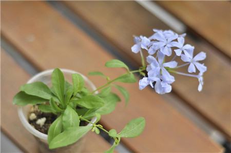 長春花葉子發黃原因：土壤透氣差