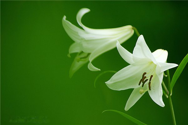 花卉缺肥的幾種表現