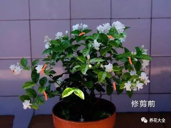 茉莉花