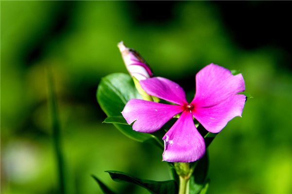 夏季給花澆水的5個要點