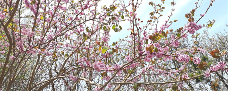 桃花病蟲害怎么處理，桃花蟲害癥狀