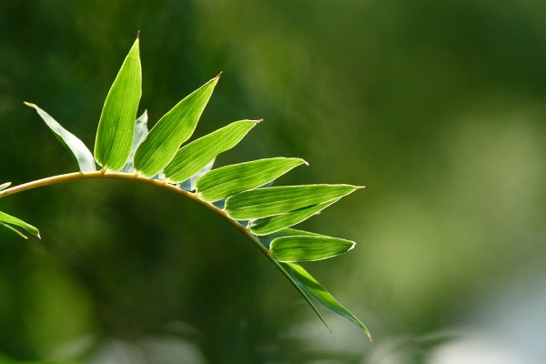 鳳尾竹的病蟲害防治