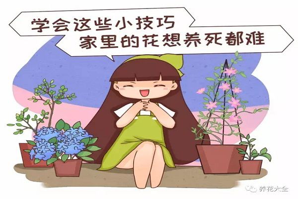 學會這20個小技巧，家里的花想養死都難！