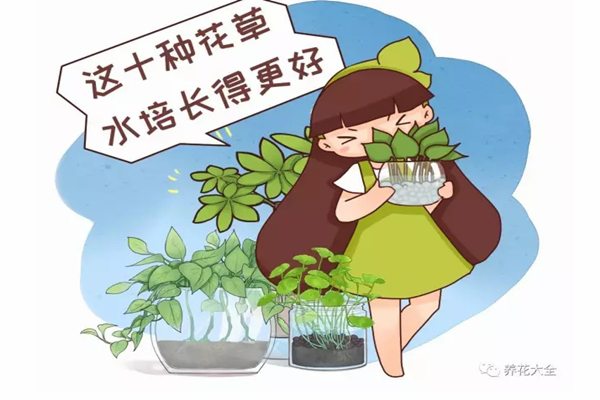 這10種花草水培長得更好，別傻到只會土養(yǎng)了！