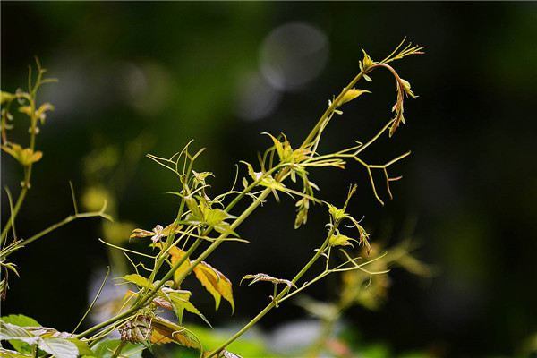 爬山虎繁殖方法大全！