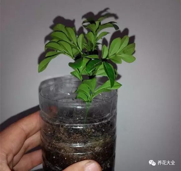 準(zhǔn)備10 cm左右的插條，把下半部分的葉子摘掉。插進(jìn)裝有干凈沙子的塑料瓶，澆透水。