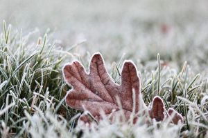 花卉凍傷怎么辦，這樣做枝葉受損也能成活！