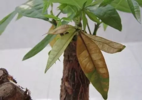 花花的發財樹一般大半月才澆一次水，花友們要根據自己的養護狀況，以花花為參考，確定自己的澆水頻率，如果是南方花友，溫度比較高的話，可以適當增加澆水頻率。