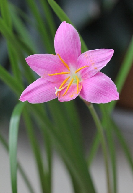 韭菜蓮的冬季養殖方法