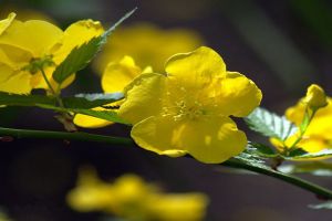 棣棠花的病害及防治方法