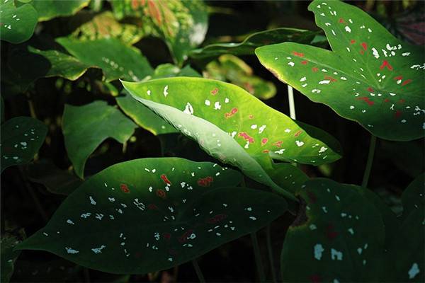 五彩芋（彩葉芋）病害防治方法