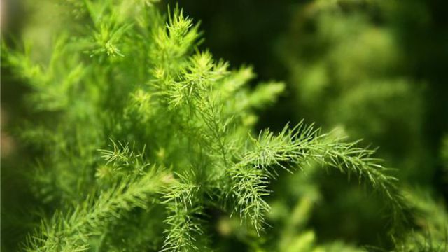 常見的十種凈化空氣的室內植物