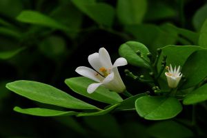 九里香為什么不開花