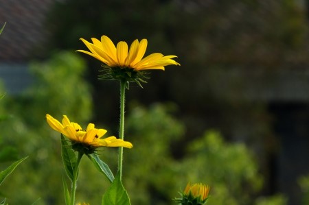 菊芋