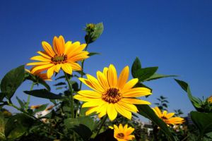 菊芋怎么養殖