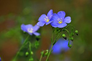 冬季花卉澆水方法