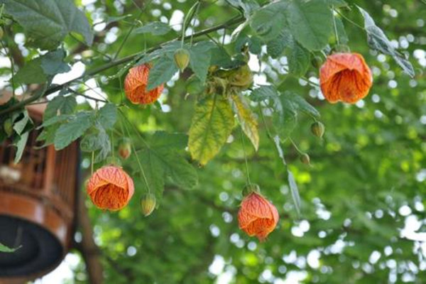 金鈴花不開花怎么辦