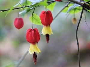 蔓性風鈴花