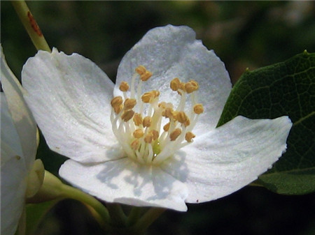 山梅花有哪些繁殖方法